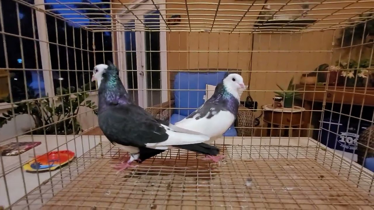 Nice quality Serbian High flying pigeons for sale. Call 321-794-7284.