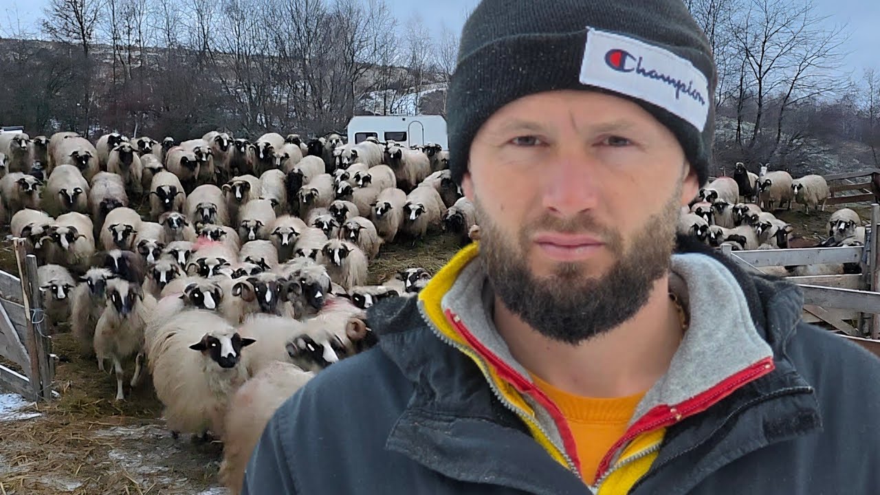 VIAȚA LA STÂNĂ PE TIMPUL IERNII A TÂNĂRULUI SIMONEL DRAGOMIR CARE DE UNUL SINGUR ÎNGRIJEȘTE 400 OI