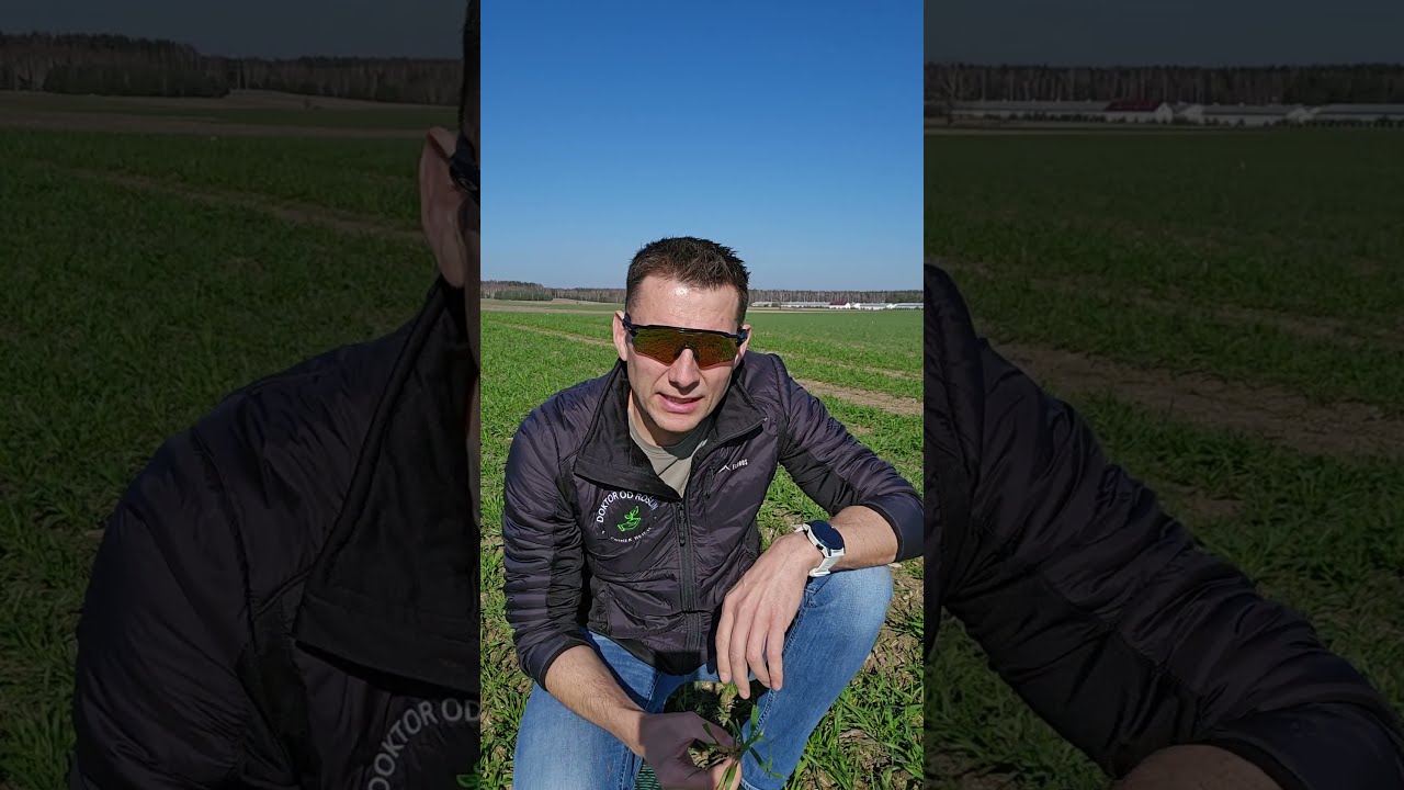 Pszenica płaskurka &ndash; pradawne zboże wraca na pola! 🌾 #płaskurka