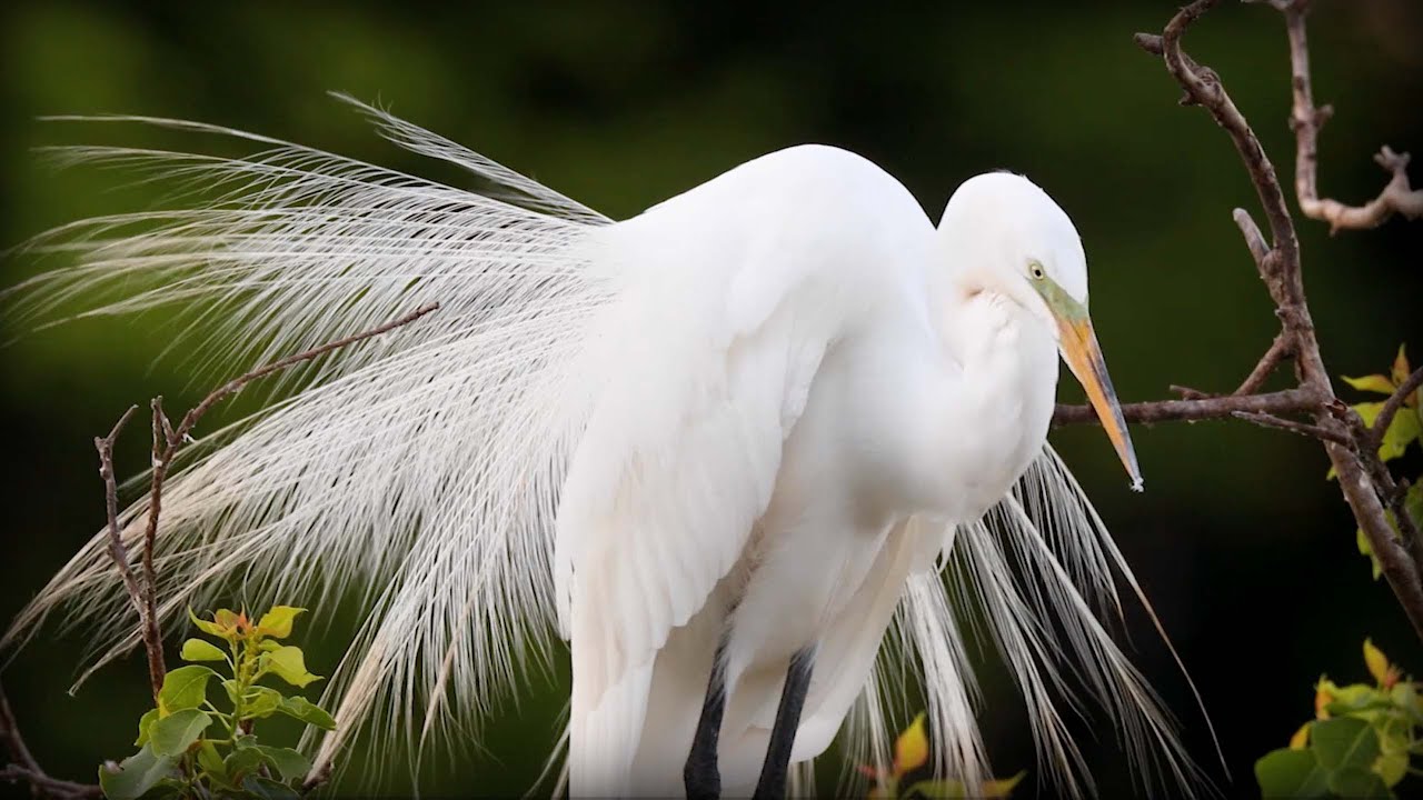 Great Egret (Ardea alba)