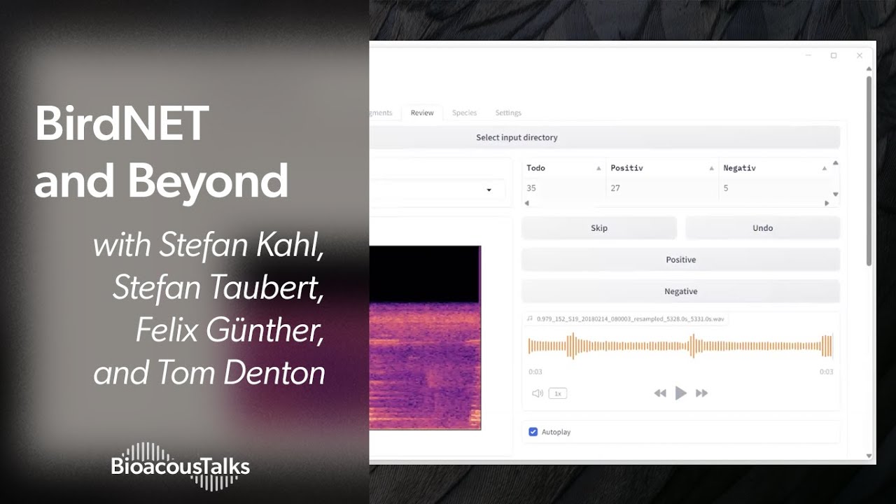 BioacousTalks: BirdNET and Beyond with the BirdNET Team