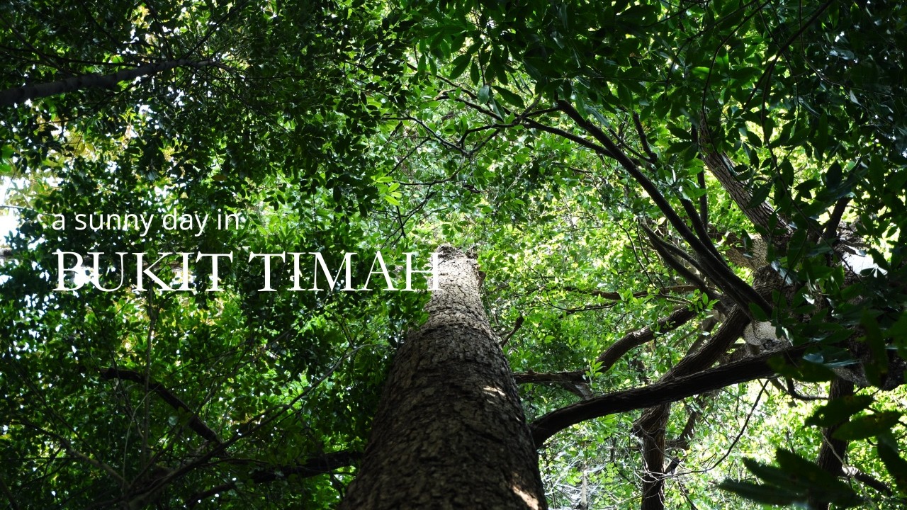 A Sunny Day in Bukit Timah 🍂 | Hiking along with SGTREK