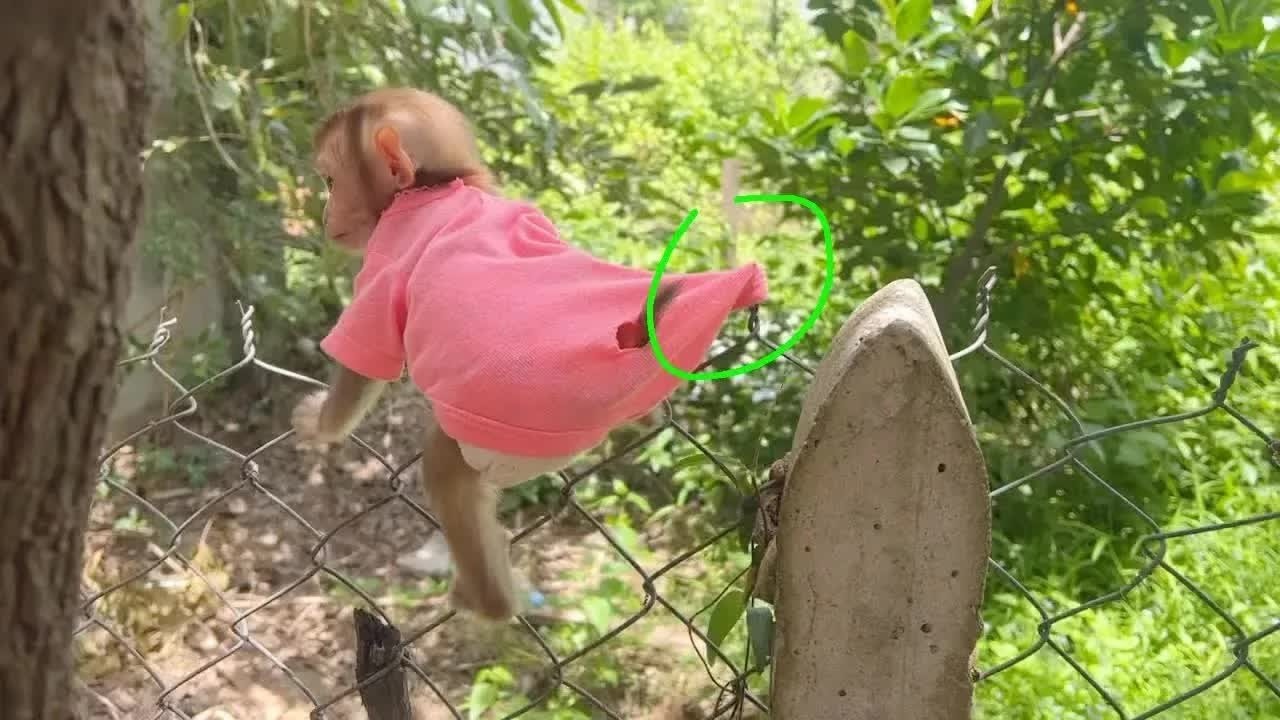 Baby Tori So Joyful Climb Playing On Fence In Afternoon Until Stuck Outfit