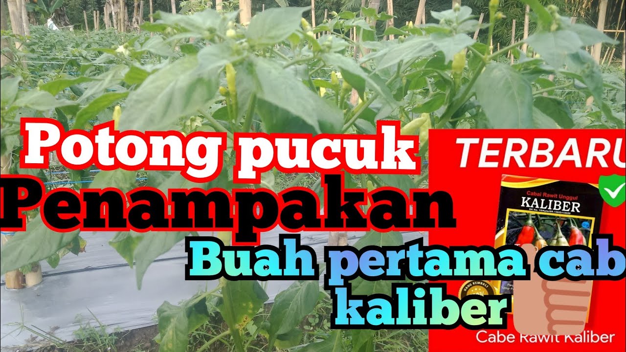 penampakan buah pertama cabe kaliber potong pucuk?... 😱👍💯💯💯💯💯