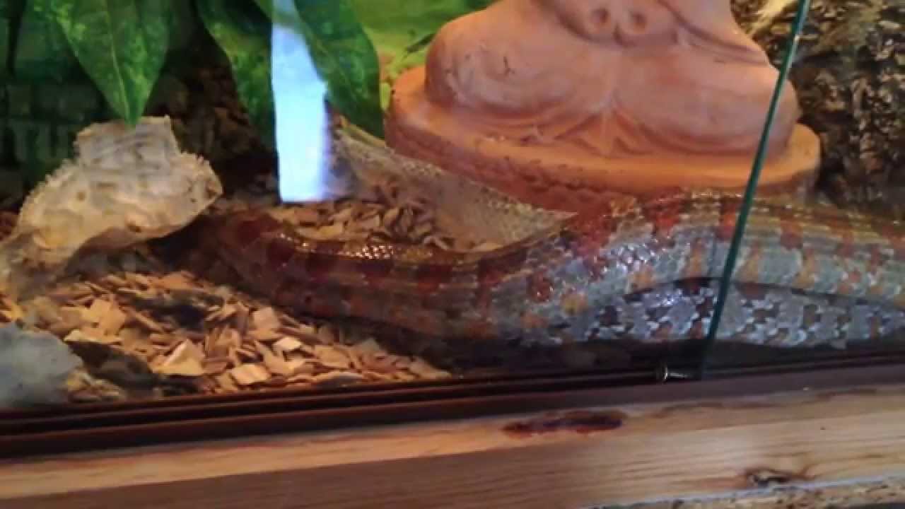 Nattern beim schnattern......Teil 2