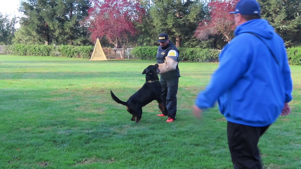 #1358 Rottweiler protection IGP3 - Jefe v Tonatiuh - High in Trial