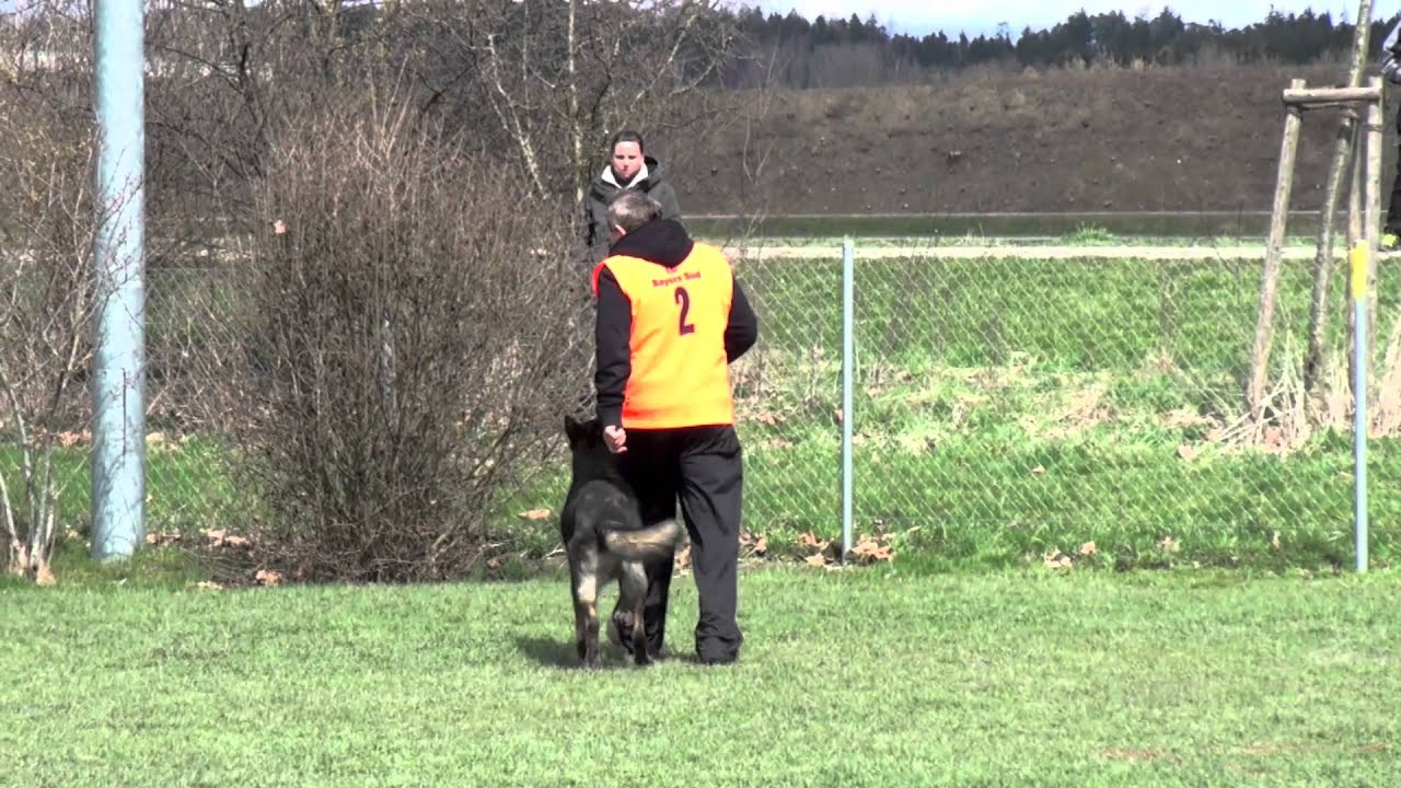 Helmut Huber mit Hank vom Weinbergblick - IPO3 Unterordnung in Vöhringen 2013 - 98 Punkte