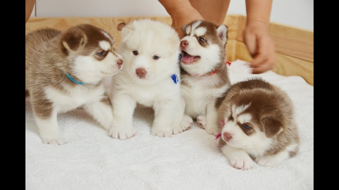 Little Cute Husky Puppies' Fighting
