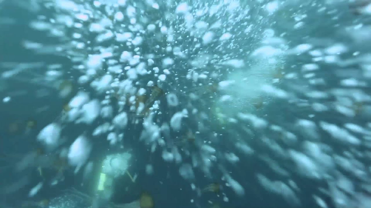Liquid Jellies - Jellies Invade the Monterey Bay National Marine Sanctuary