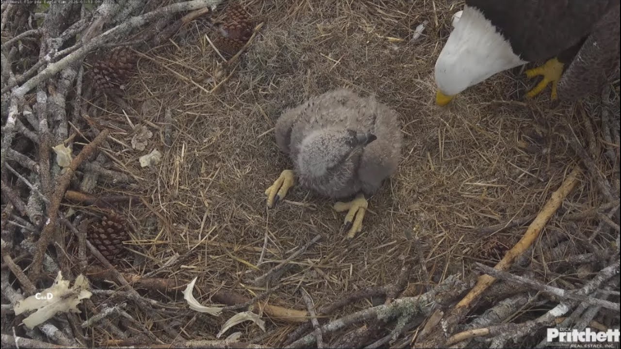 SWFL Eagles~Has M15 Decided to Bury Egg? Delivers Grasses-Covers Egg-E26 Cast Pellet Attempt_1.13.26