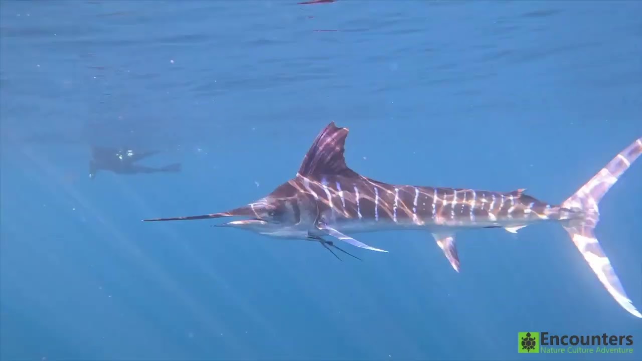 Bahía Magdalena - Mexican Sardine Run with whales, sea lions and marlins