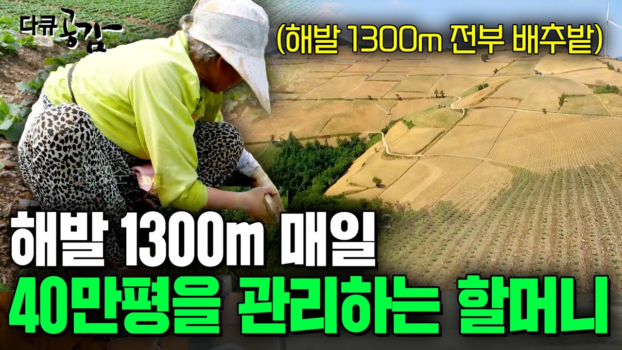 해발 1300미터에서 백세 연세에 굽은 허리로, 경사진 밭의 고랑 사이를 누비는 할머니들의 눈물 [다큐공감] | KBS 171021