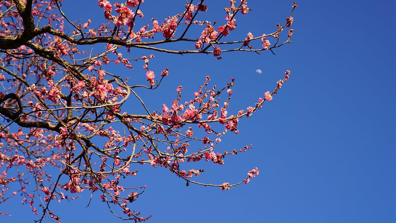 How To Spend A Day In Ibaraki | Tokyo Day Trip Idea
