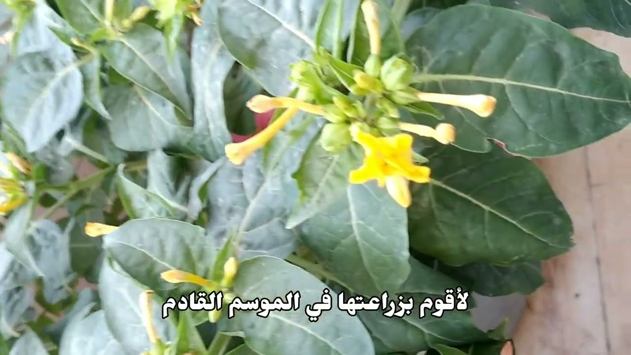اول فيديو على قناتي|نبتة مسك الليل