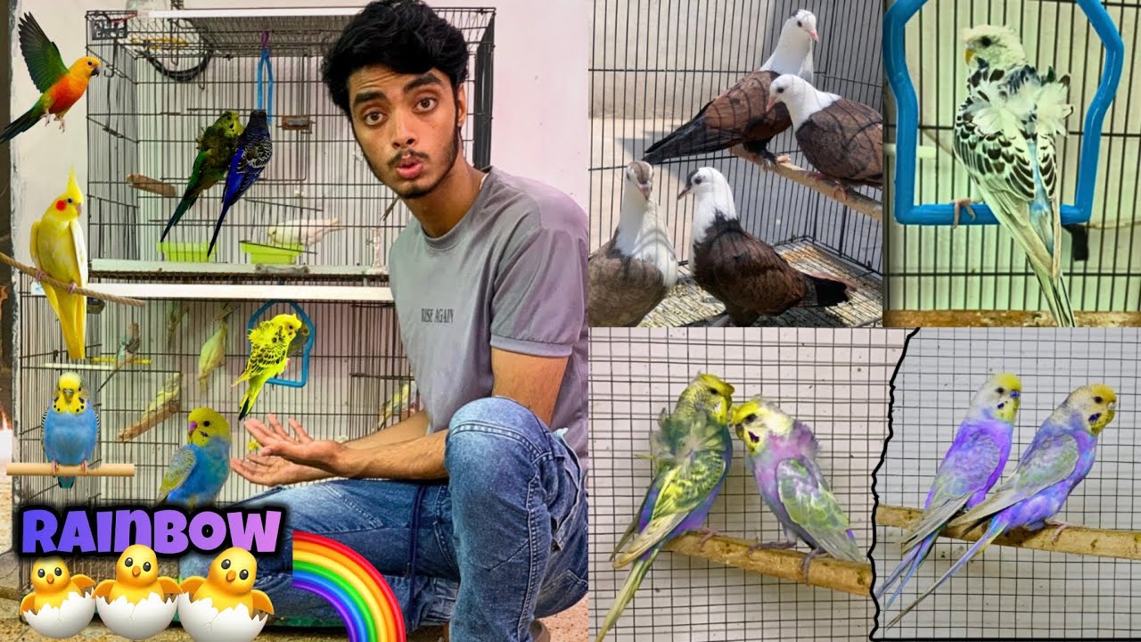Rainbow budgies ki colony me good news😍🌈|Lovebirds k egg khrab hgye😢