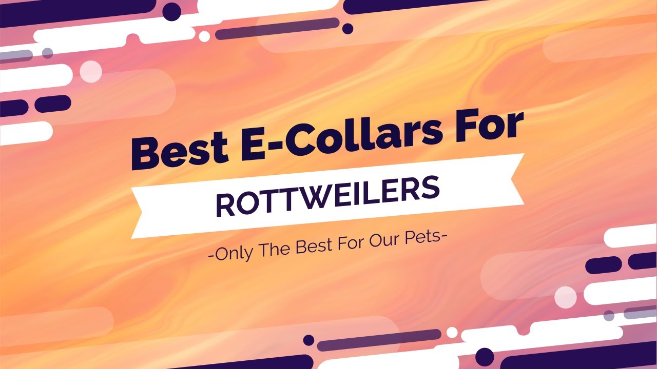 Best E-Collars For Rottweilers - Full Video