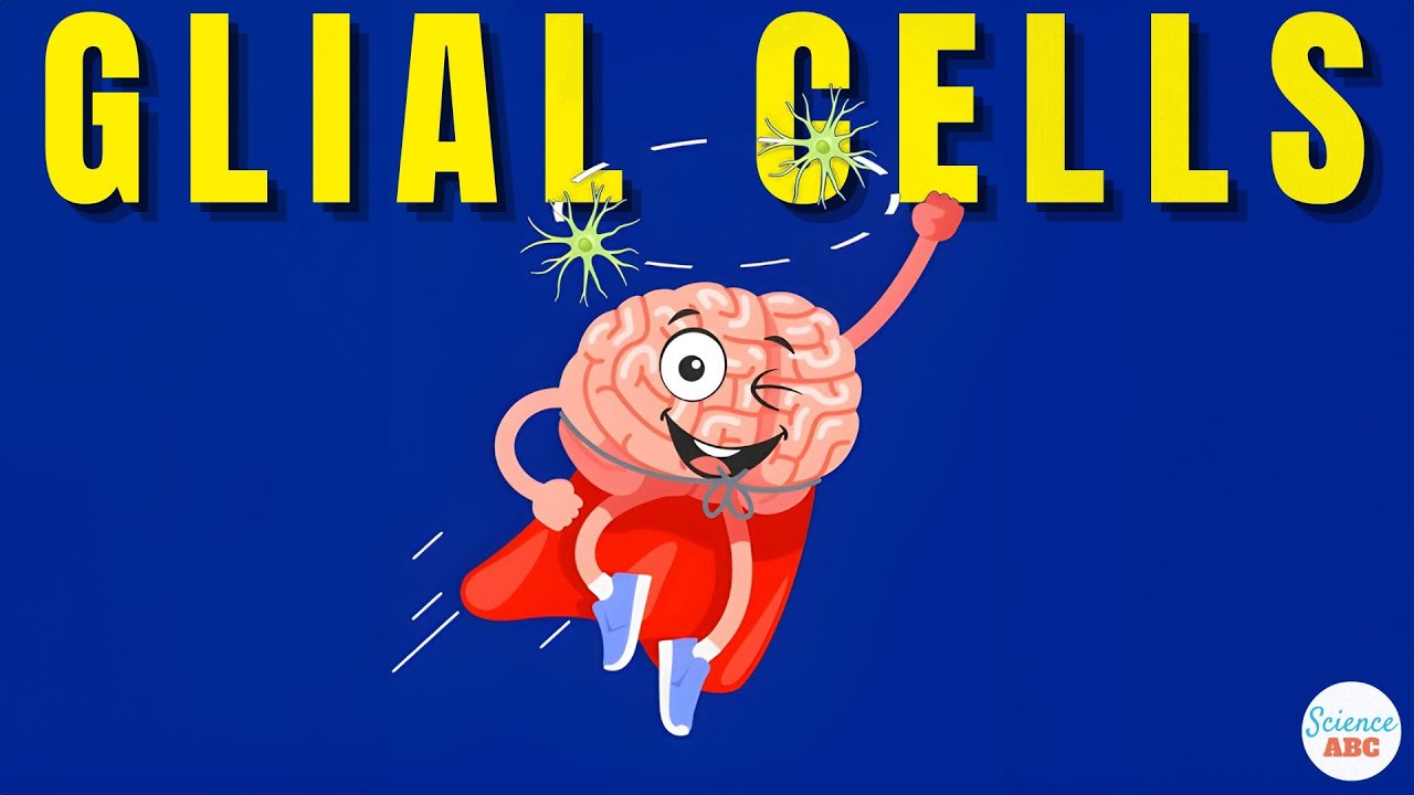 Что такое глиальные клетки: Определение, типы, функции глиальных клеток | роль в психологии