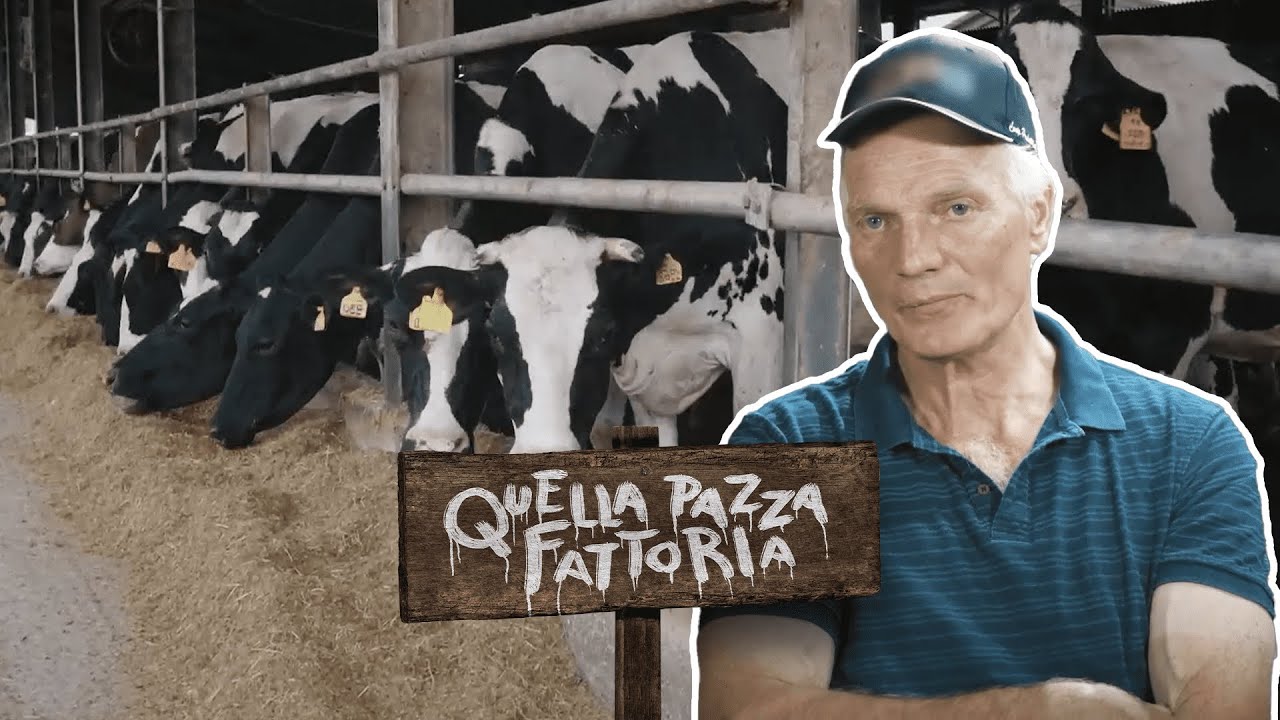IL VETERINARIO e l'inseminazione delle mucche | Quella pazza fattoria