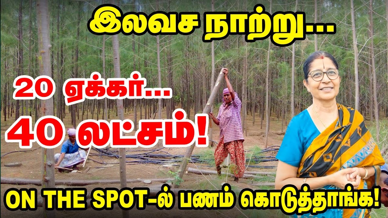 20 ஏக்கருக்கும் இலவச நாற்று கொடுத்த Vanathukul Tirupur | Savukku சாகுபடியில் லட்சங்களில் வருமானம்!