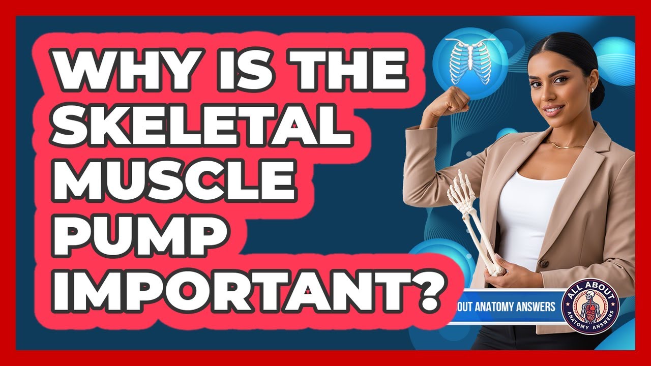 Why Is The Skeletal Muscle Pump Important?