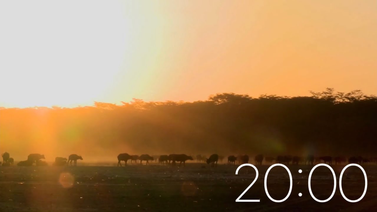 20 Minute Timer - Safari