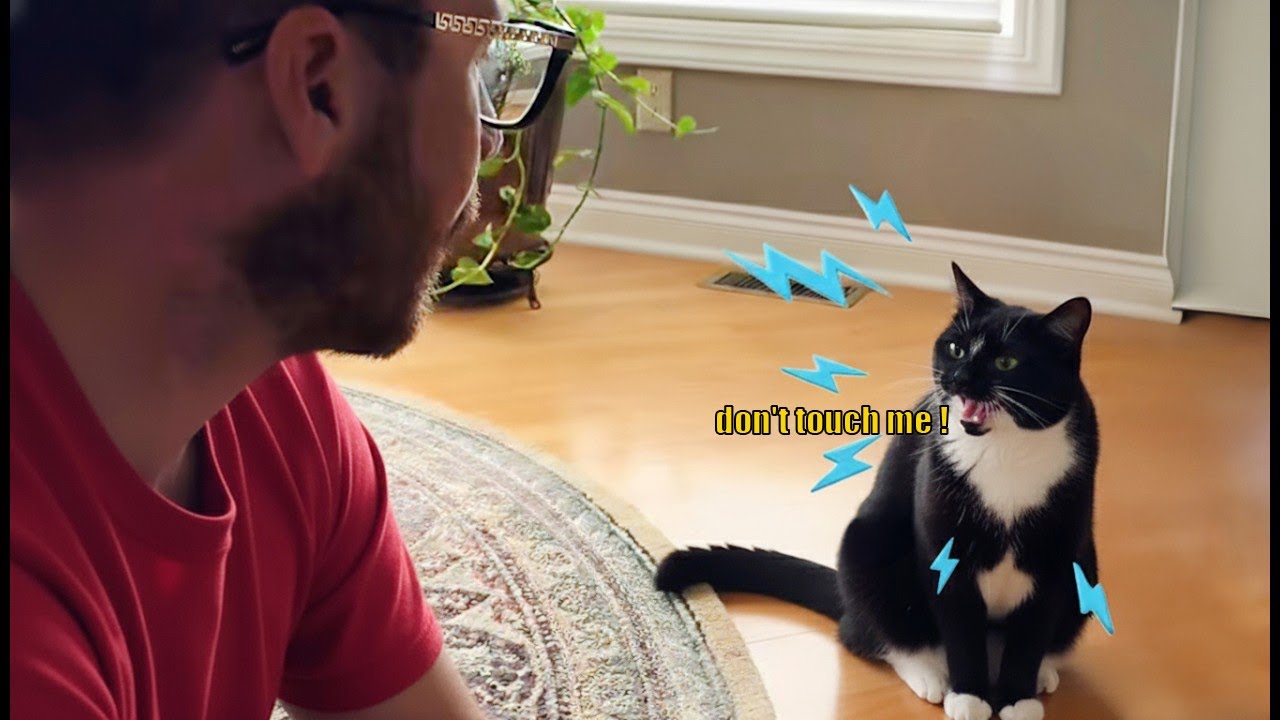 When Your Cat Starts Yelling at You 😹🗯️