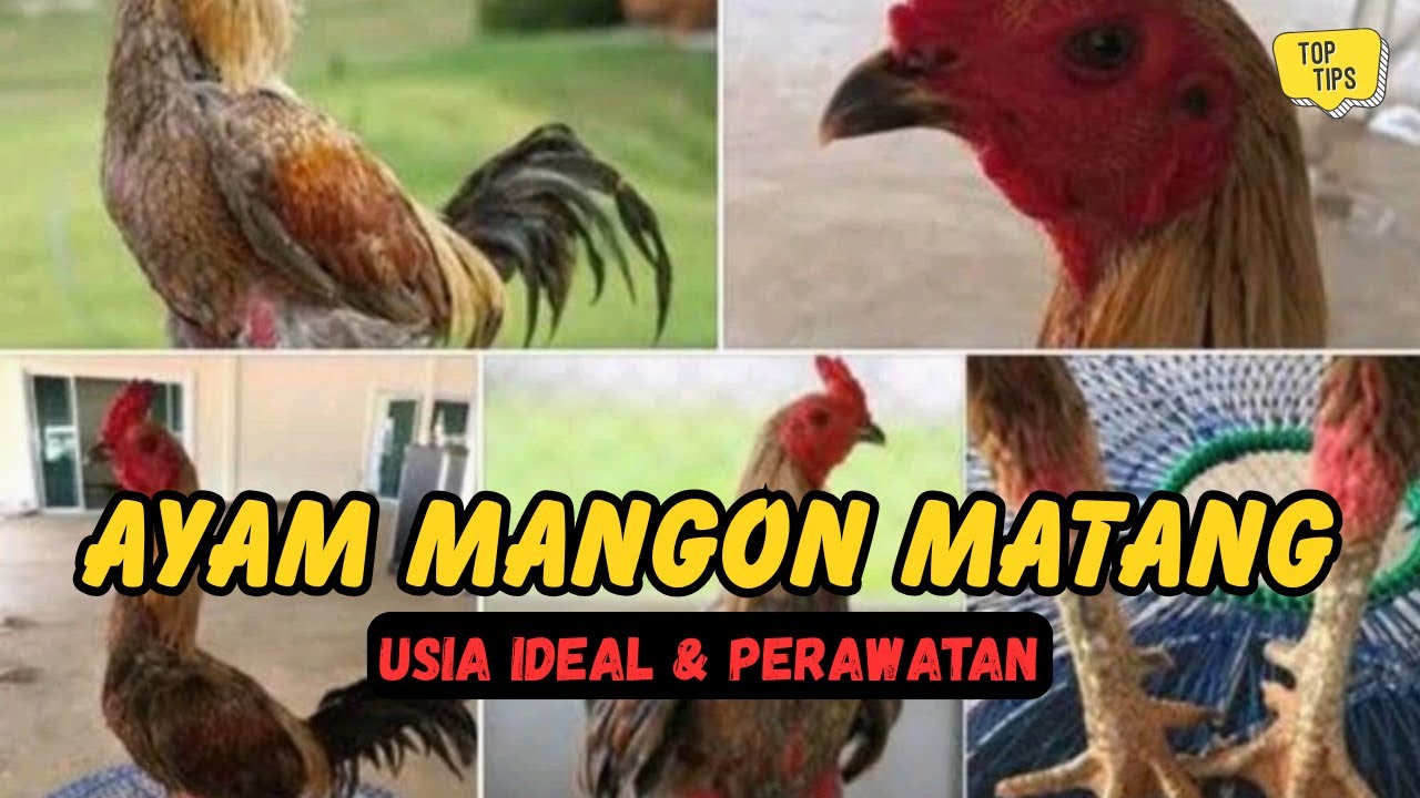 Kapan Ayam Mangon Benar-benar Dewasa? Panduan Perawatan Lengkap