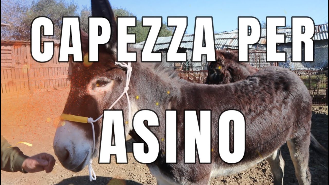 Capezza o Cavezza per due asini da corsa. Anzi Asine, anzi Ciuche.