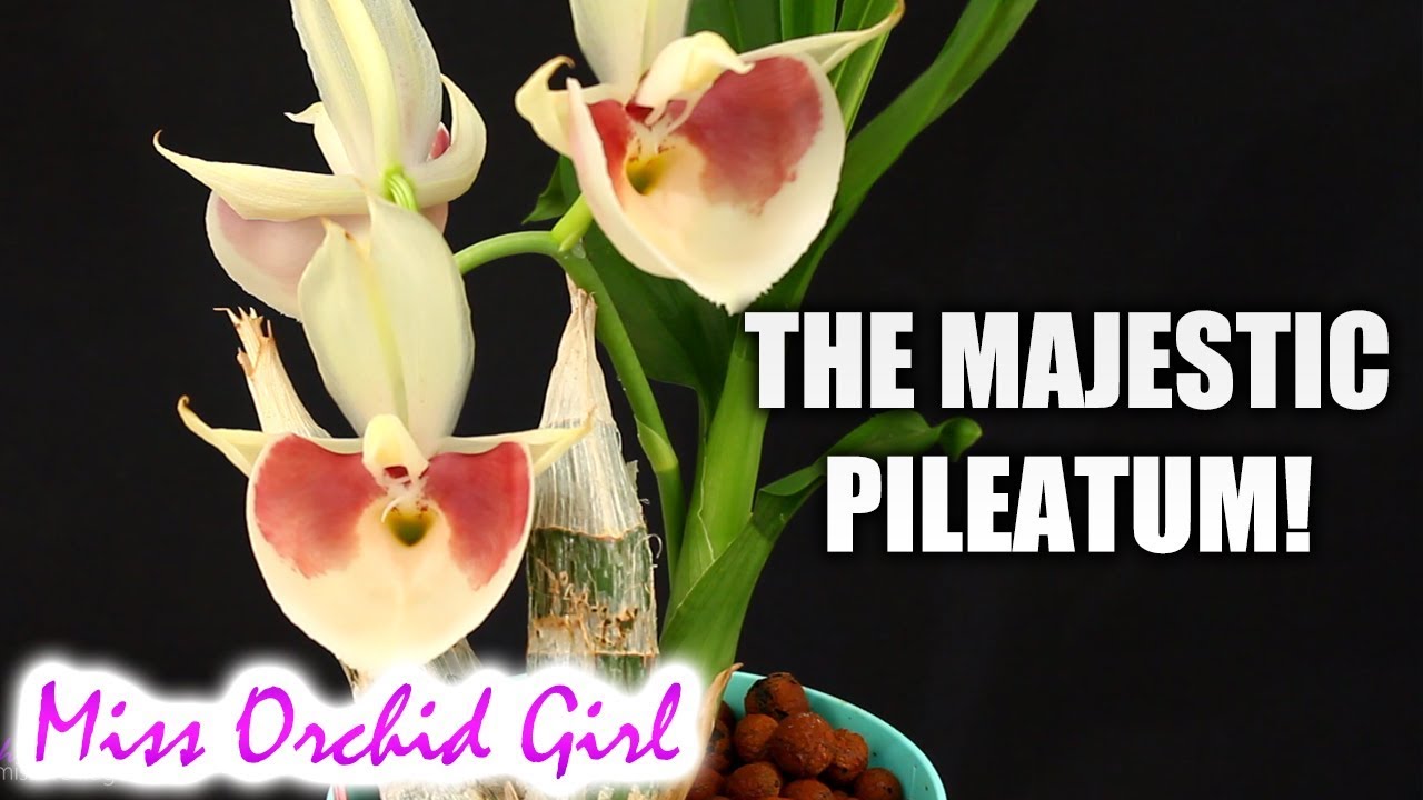The Catasetum Orchid with the biggest flowers! + Summer Catasetinae care