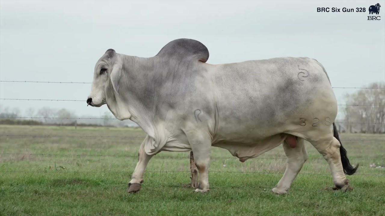 BRC Six Gun 328 - 2026 International Champion Brahman Bull at the Houston Livestock Show.