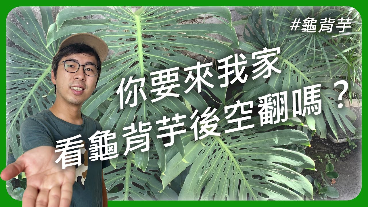忍了三年，終於還是蹭了龜背芋🤣 