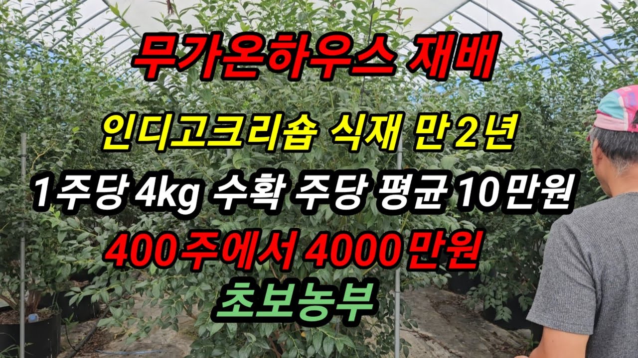 [초보농부 경력 3년] 무가온하우스 인디고크리숍 재배  주당 식재 2년 2kg. 3년  4kg #메도우락.인디고 전문농원 #메도우락.인디고 묘목판매(010 8895  4161)