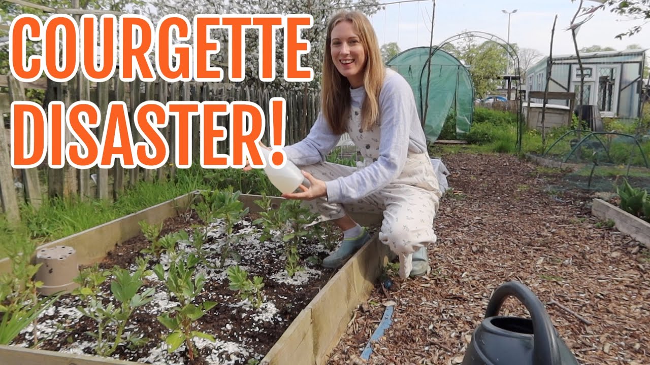 COURGETTE DISASTER!! / MAY 2023 / EMMA'S ALLOTMENT DIARIES