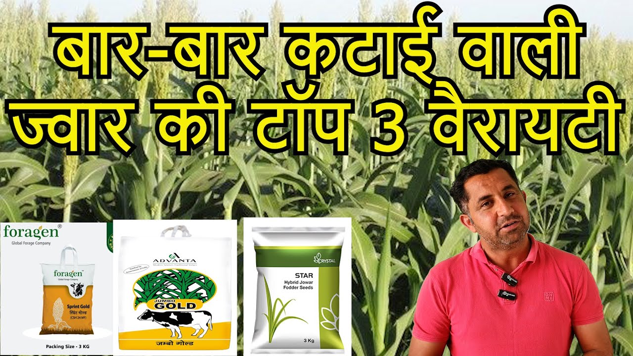 ज्वार की टॉप 3 बार-बार कटाई वाली किस्में / Jowar top 3 multicut varieties #multicut , #बारबारकटाई