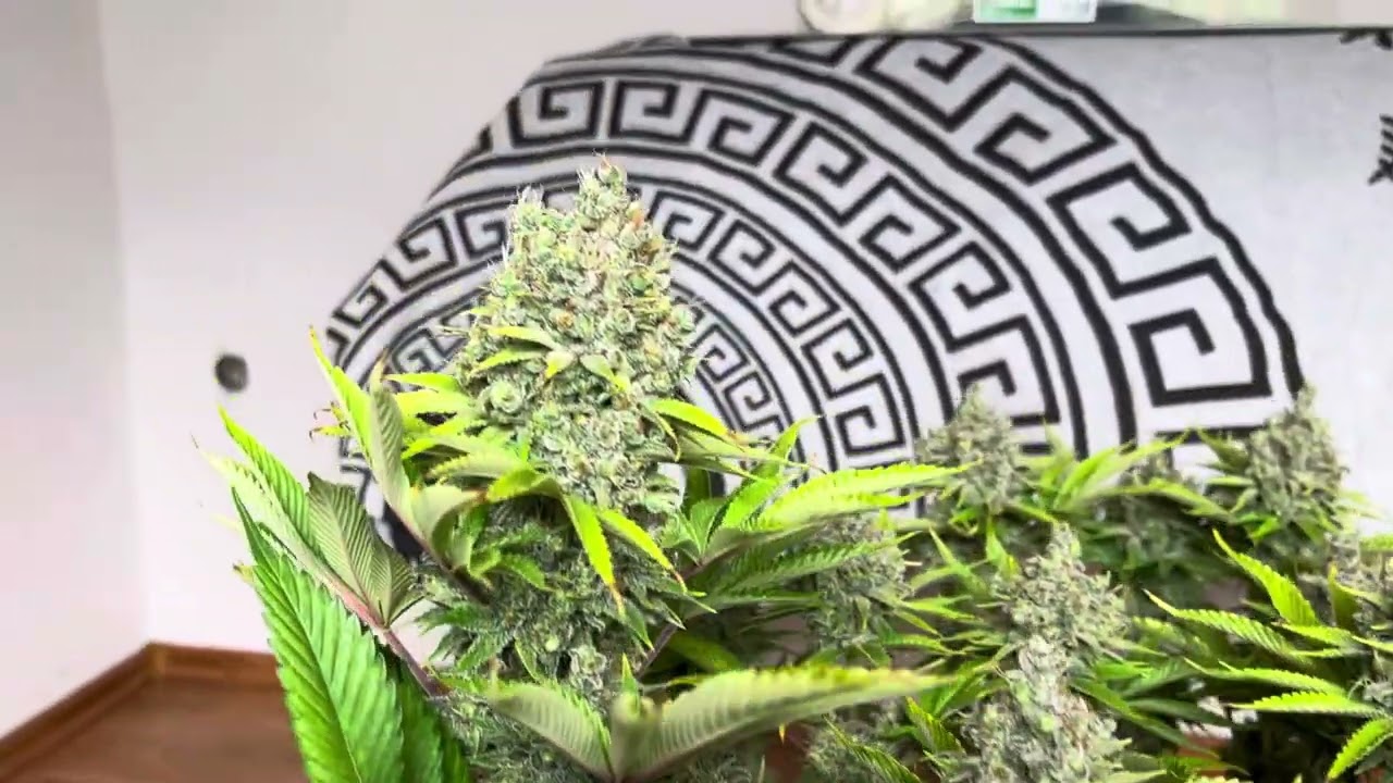 Ace Seeds Malawi x Pakistan Chitral Kush Harvest Day F62