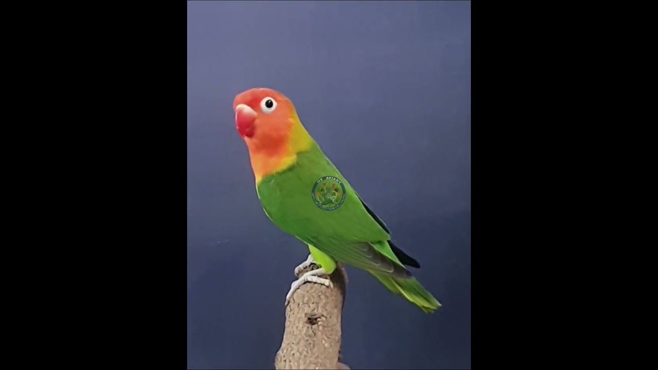 LILIANAE #birdslover #birds #agapornis #africanlovebirds #africanlovebirdbreeding #green #wildtype