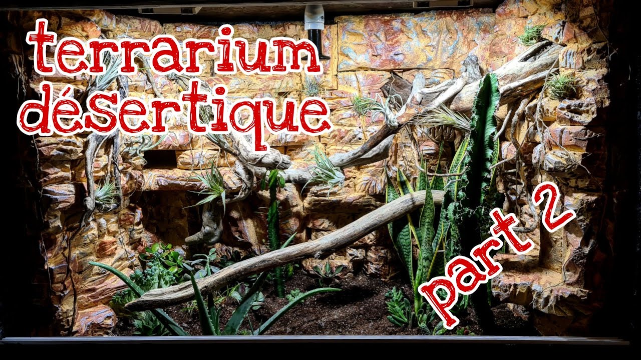 terrarium desertique parti 2