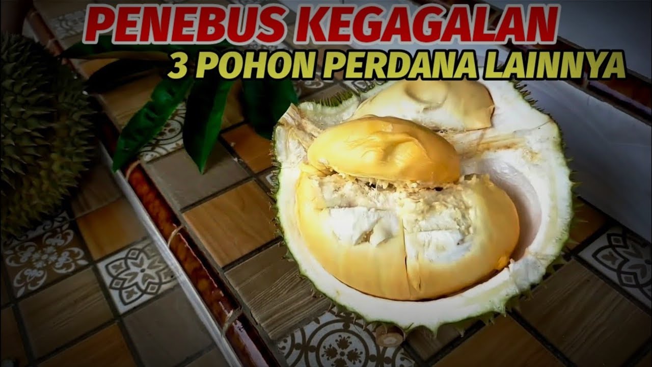TERDETEKSI VALID ‼️ Durian super tembaga milik Pak Min Karangsono.