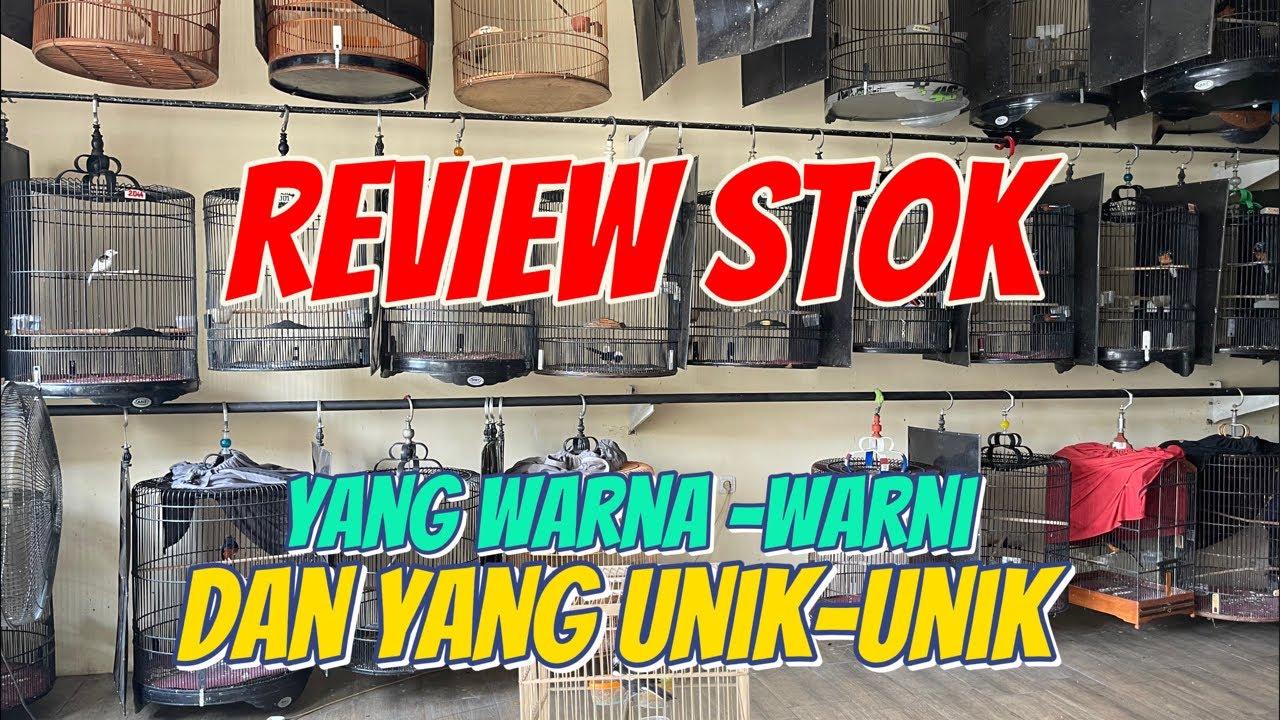 RIVIEW FULL STOK MURAI BATU WARNA