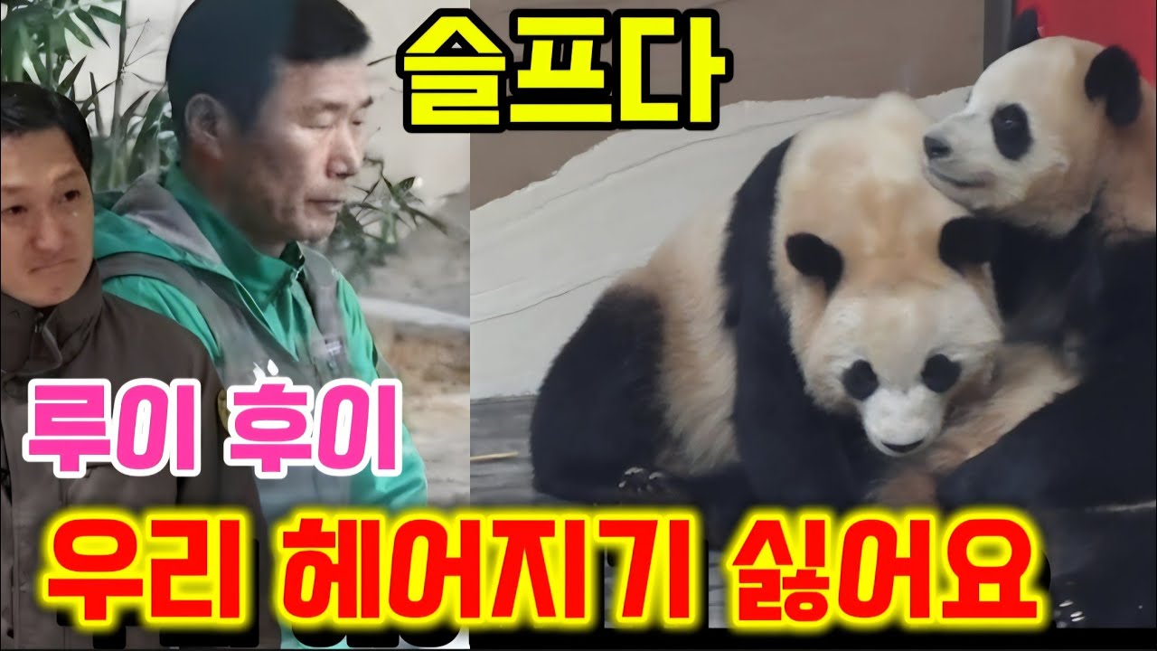 에버랜드 판다월드 💢 루이 후이 영원히 함께 있게 해주세요 🙏 슬퍼요 😢 