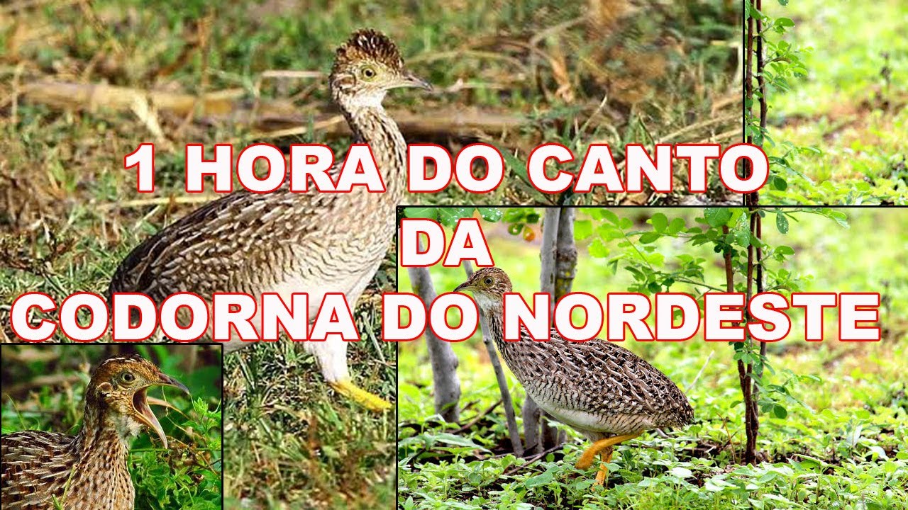 1 HORA DO CANTO DA CODORNA DO NORDESTE - CODORNIZ