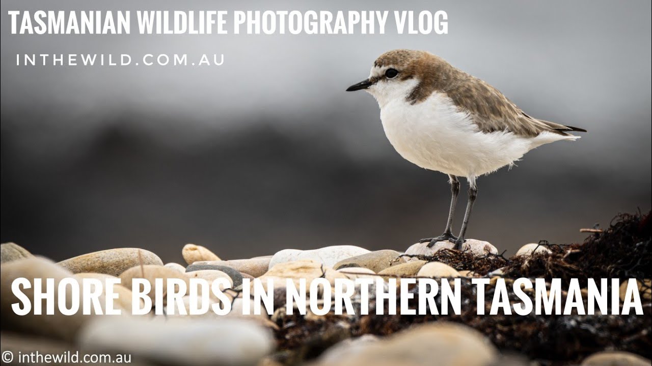 Tasmanian Wildlife Photography Vlog 2 | Photographing Shore Birds in Northern Tasmania | Canon 90D