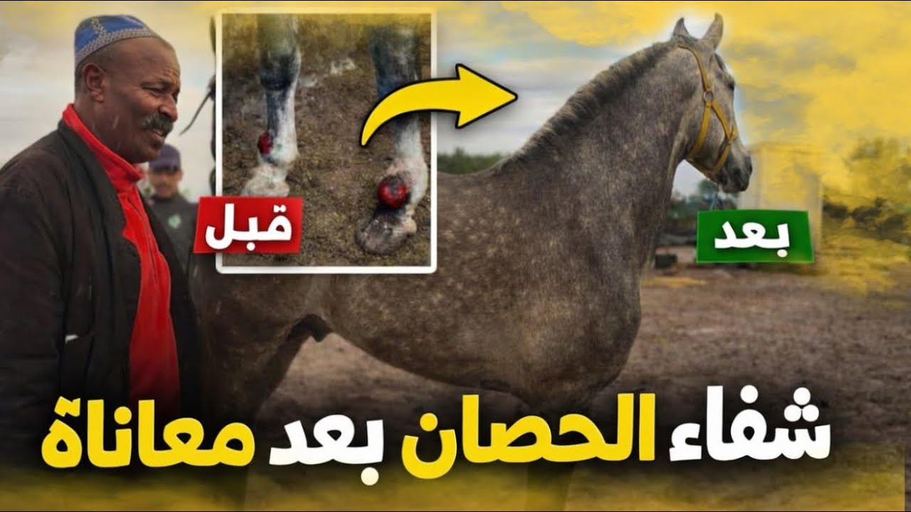 	مـن الموت إلى الحياة‼️ آخـر فيديو لقصة إنقاذ حصان العزوى والـزرك .. واش توقعتوا هذ النتيجة 😱..