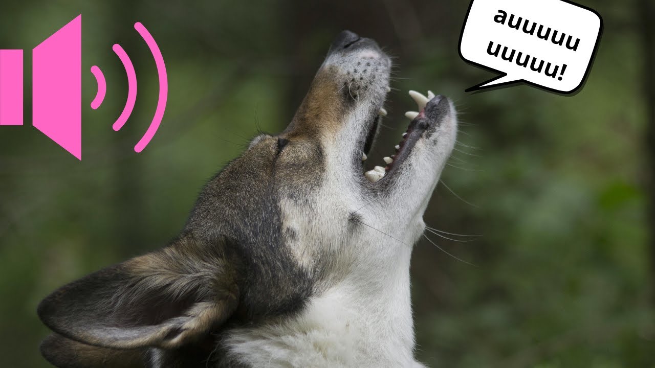 Som de Cachorro Uivando  10 Uivos Poderosos Para Atrair Cães!