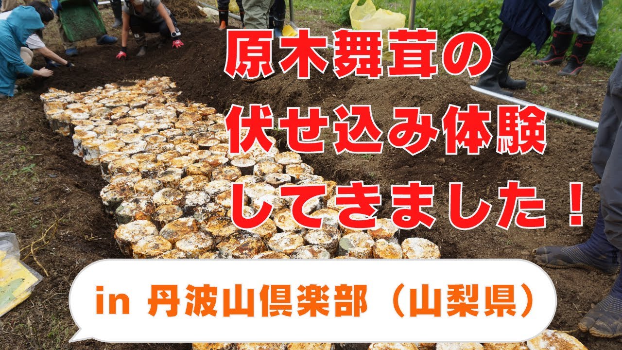 まいたけ原木の伏せ込み体験に行って来ました！2022年 丹波山村