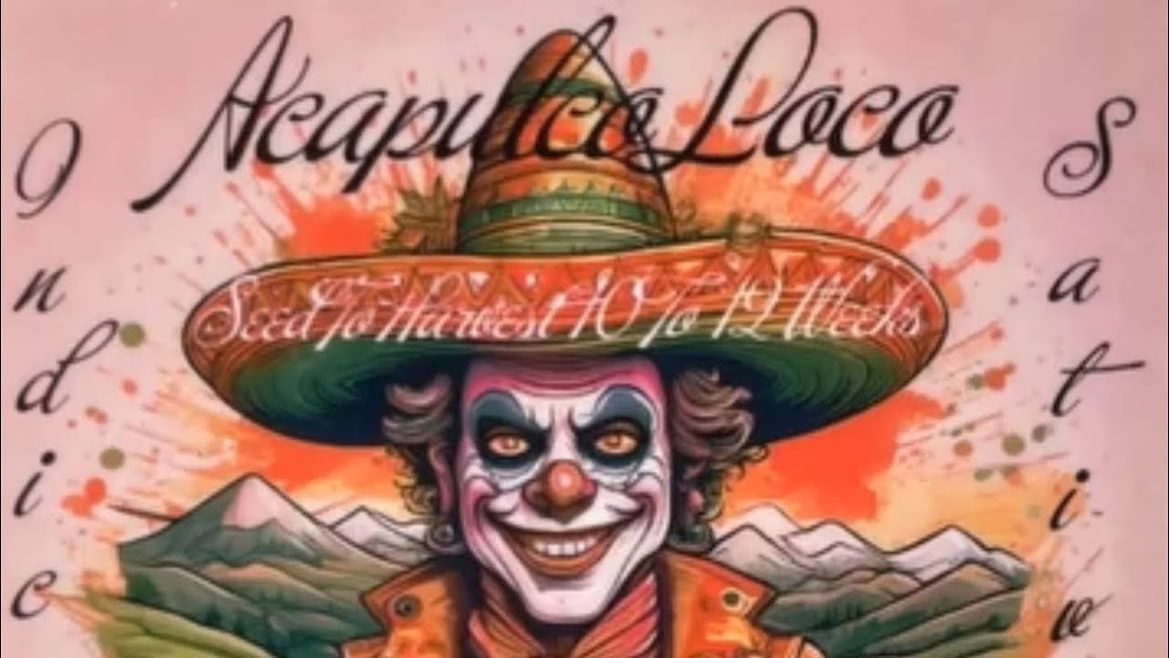 Day 44 Acapulco Loco 