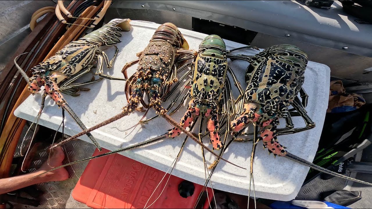 Spearfishing REEF 40km out of Palm Island Queensland