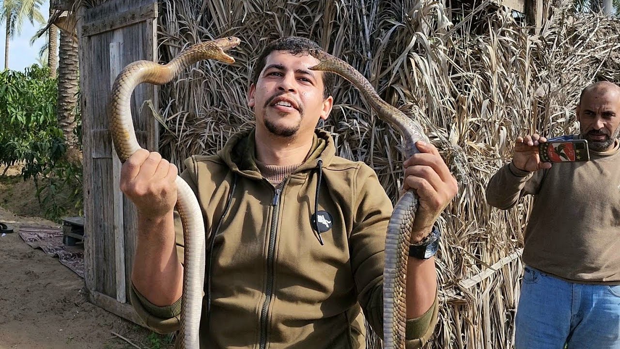 صيد 2 كوبرا من مزرعة مانجة داخل ماسورة صرف مياه المزرعة مع احمد الدكرونى