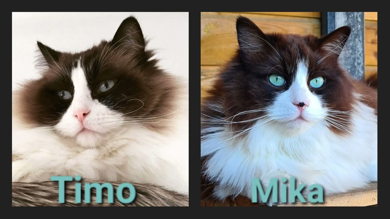 How Two Different Cats Behave The Same ❤️