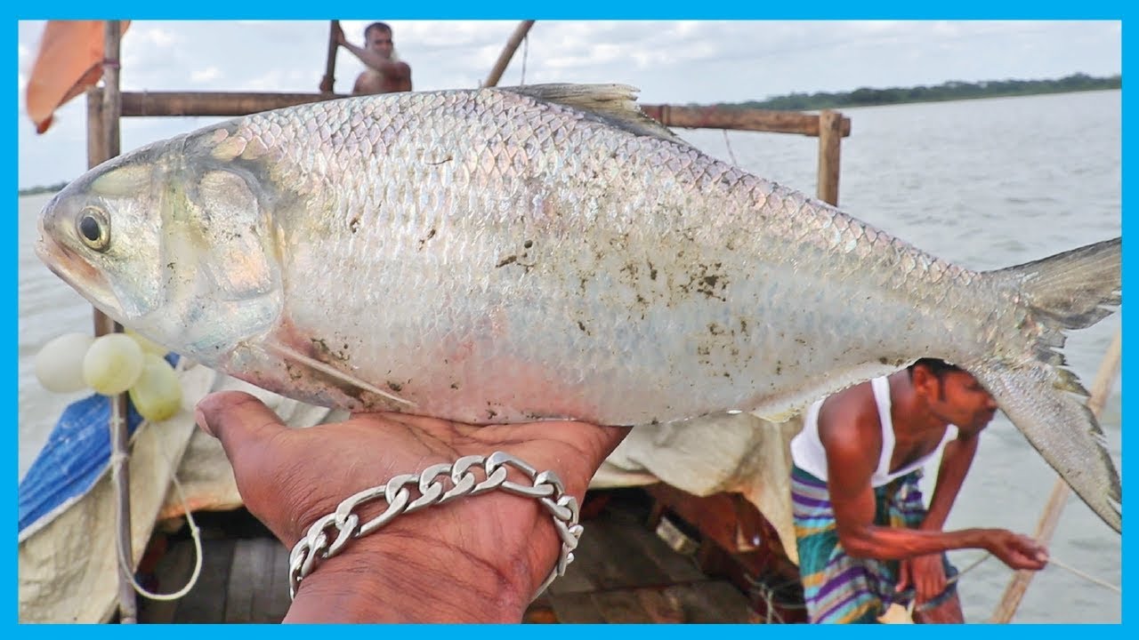 Amazing Fast Hilsa Fishing Skill- Catching Hilsa Fish Big on the Sea (PART 10)